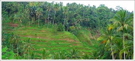 Bali Kintamani Tours | Bali Kintamani Ubud Tours